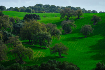 verde 5