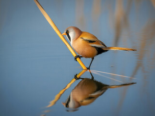 A small, beautiful bird perched on a reed in a tranquil water environment, its reflection perfectly mirroring its features.