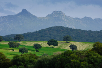 verde 6