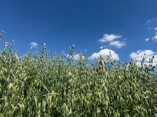 Obraz premium grass and sky