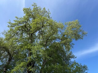 Tree white poplar against sky.