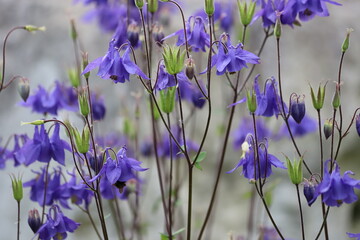 Aquilegia vulgaris, european columbine flowers in garden.