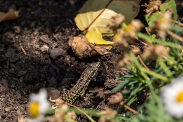 Common wall lizard on soil, Corsica