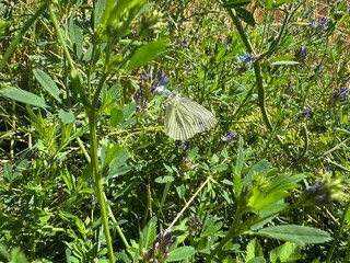 butterfly on the grass