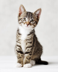 Obraz premium cat on white background