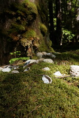 Abalone Shells on a Forest Floor, Haida Gwaii