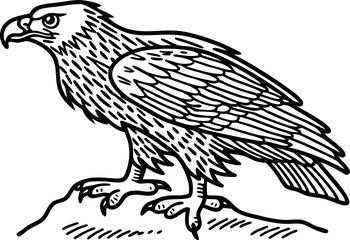 Eagle line art majestic bird of prey standing on cliff detailed monochrome animal illustration, nature wildlife drawing