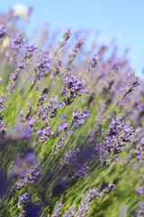 Lavender blooming. Lavender flowers close-up with selective focus. Purple flowers on a sunny day. Beautiful summer lavender wildflowers on farm fields. Park. Lavender bushes, nature background