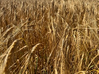 golden wheat field