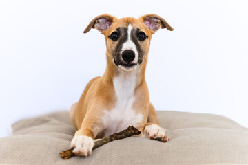 whippet puppy playing on a pillow with a stick
