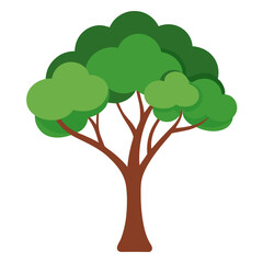 Illustration of eucalyptus tree on-white background.