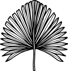 Hand drawn fan palm leaf outline tropical botanical illustration, exotic nature element, linear black graphic art