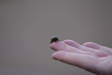 A close up shot of a green shiny beetle from Scarabaeidae family, with fluffy legs and red eyes, sitting on a finger of a Caucasian male hand. 