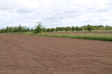 The Fields and Trees of an Agroforestry Farming Project.