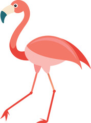 flamingo on white background