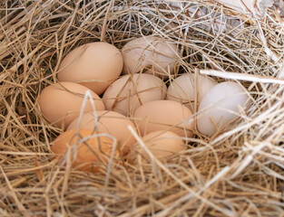 wiejskie jajka kurze złożone na sianie, country hen eggs laid on hay © Studio RMW