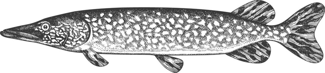 Vintage Style Pike Illustration. Hand Drawn Fish. High Quality Old Fashion Image