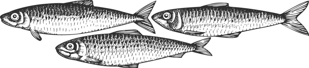 Vintage Style Sardines Illustration. Hand Drawn Fish. High Quality Old Fashion Image