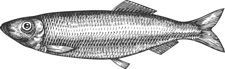 Vintage Style Herring Illustration. Hand Drawn Fish. High Quality Old Fashion Image
