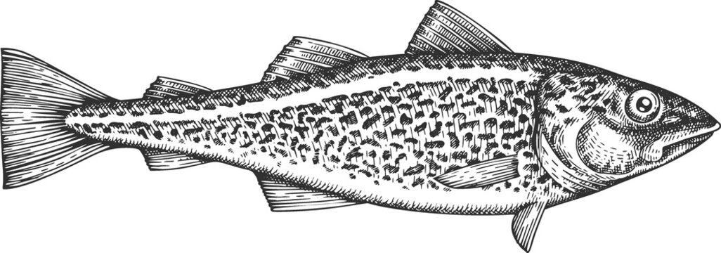 Vintage Style Cod Fish Illustration. Hand Drawn Fish. High Quality Old Fashion Image