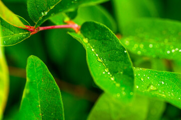 close-up shows vibrant green leaves, some with water droplets, revealing intricate vein patterns and a pinkish stem