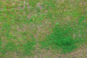 Patchy Lawn with Clover Weed from Above