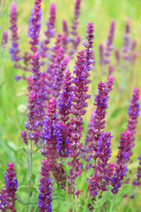 Sage (salvia nemorosa) grows in the wild