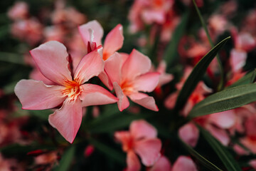 Pastel delicate soft pink flowers on a blurred dreamy natural background with a bokeh effect, full bloom, beauty in nature