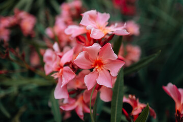 Pastel delicate soft pink flowers on a blurred dreamy natural background with a bokeh effect, full bloom, beauty in nature