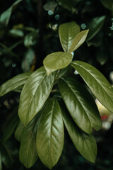 Natural bright green leaves in garden at summertime. Cover page greenery environment ecology background