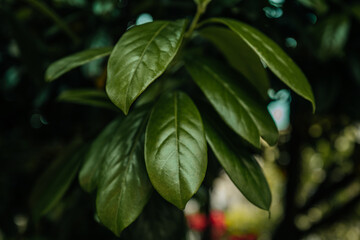 Natural bright green leaves in garden at summertime. Cover page greenery environment ecology wallpaper