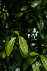 Natural bright green leaves in garden at summertime. Cover page greenery environment ecology background