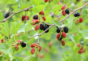 Black mulberry berries (Morus nigra) ripen on a tree branch
