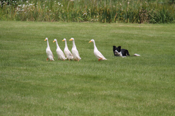 Indian Running Ducks Being Controlled by a Collie Dog.