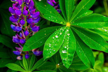 Close-up of vibrant purple lupine flowers and bright green leaves adorned with sparkling water...