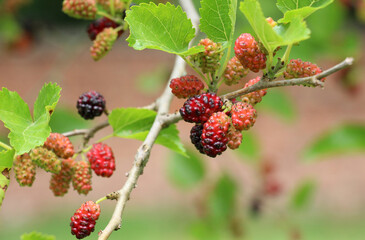 Black mulberry berries (Morus nigra) ripen on a tree branch