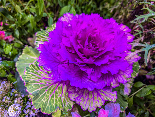 The Akureyri Botanical Garden, Iceland