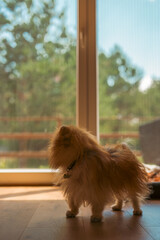 dog on the home