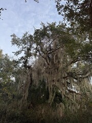 Spanish moss and oak trees