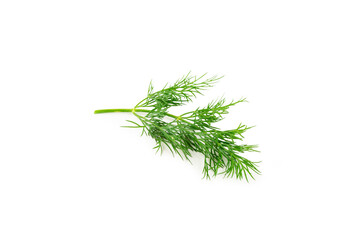 Dill isolated on white background. Fresh organic greens. Dill plantation. Dill leaves. Bunch of spring young dill. Vitamins. Fiber. Aromatic culinary spice.