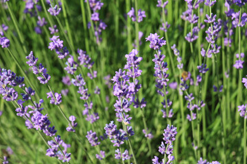 Lavender flowers bloom on a flower bed