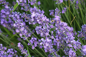 Lavender flowers bloom on a flower bed