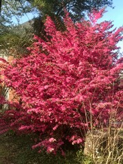 Bright Pink Flowering Tree