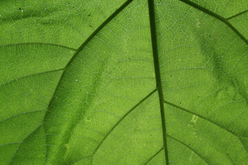 Paulownia leaves