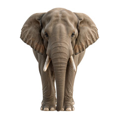 African elephant with large ears and tusks standing isolated on a transparent background