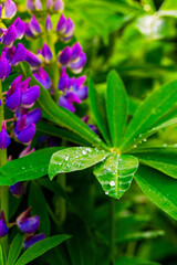 Close-up of purple lupine flowers and green leaves with water droplets, creating a fresh, vibrant nature scene