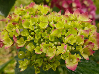 Unique Green and Pink Hydrangea Bloom with Developing Petals