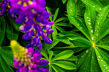 Close-up of purple lupine flowers and green leaves with water droplets, creating a vibrant and fresh nature scene