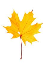 one autumn yellow maple leaf with natural texture isolated on white background, botanical design object. Fall aesthetic photography with beautiful macro leaves, seasonal autumnal foliage