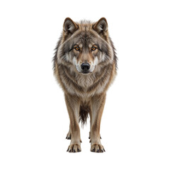 Majestic grey wolf with piercing amber eyes standing alert isolated on a transparent background